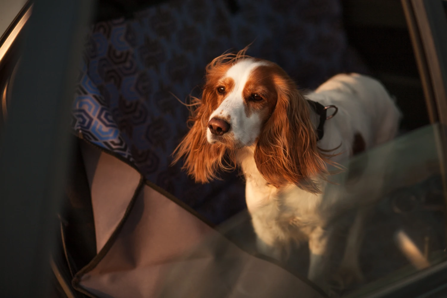 Subaru Outback Dog Car Seat for Welsh Springer Spaniels