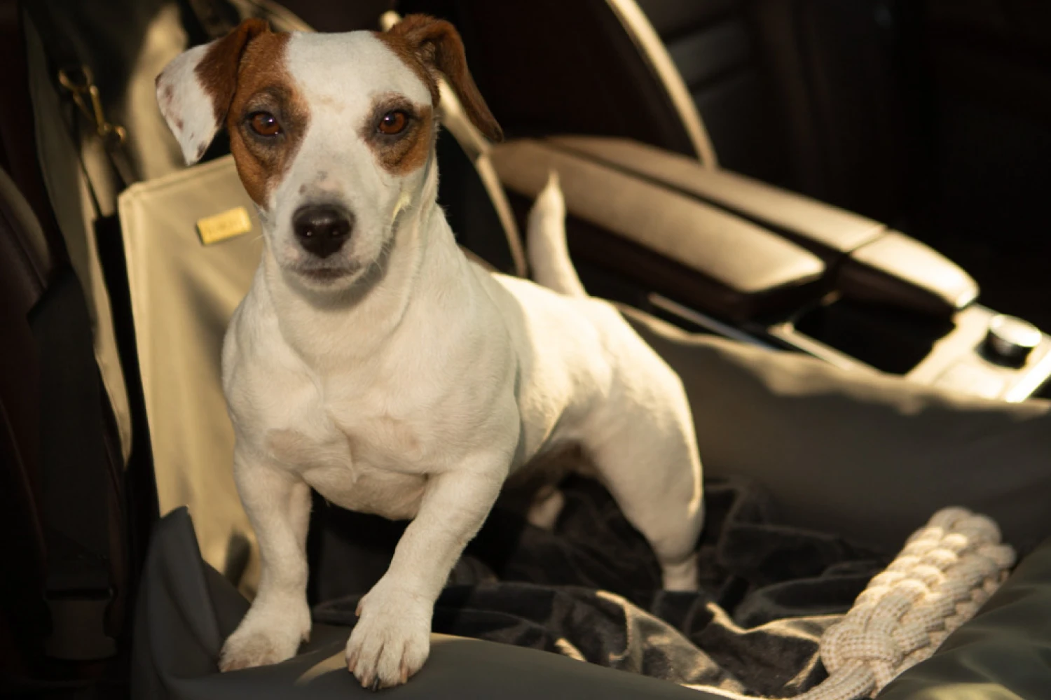 Subaru Outback Dog Car Seat for Welsh Springer Spaniels